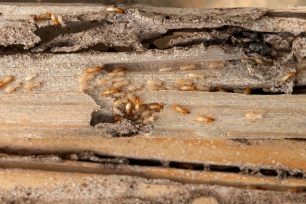 Best Residential Pest Control  in East Wenatchee, WA