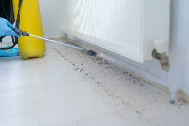 Pest Prevention Services in East Wenatchee, WA